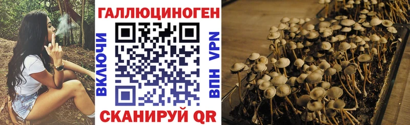 хочу   Палласовка  Псилоцибиновые грибы MAGIC MUSHROOMS 